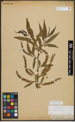 Foto von Salix alba L. x Salix fragilis L.